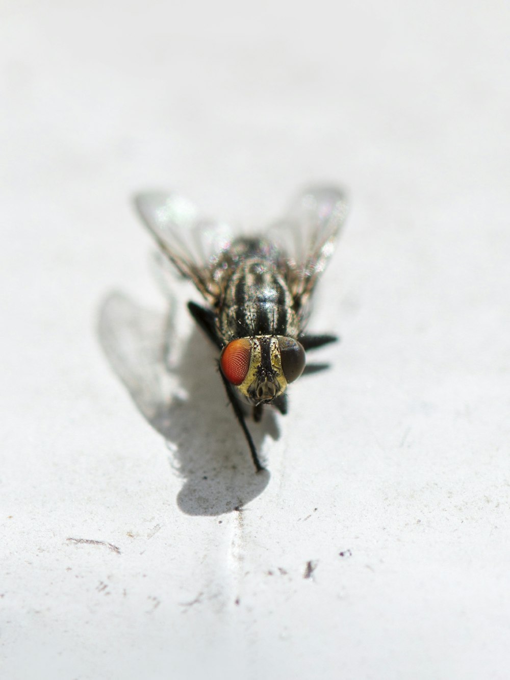 mosca negra y gris sobre superficie blanca