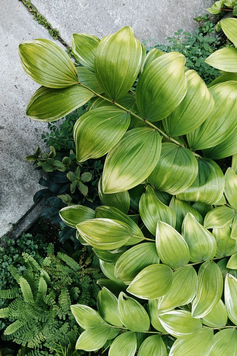 green leaves plant on gray concrete floor