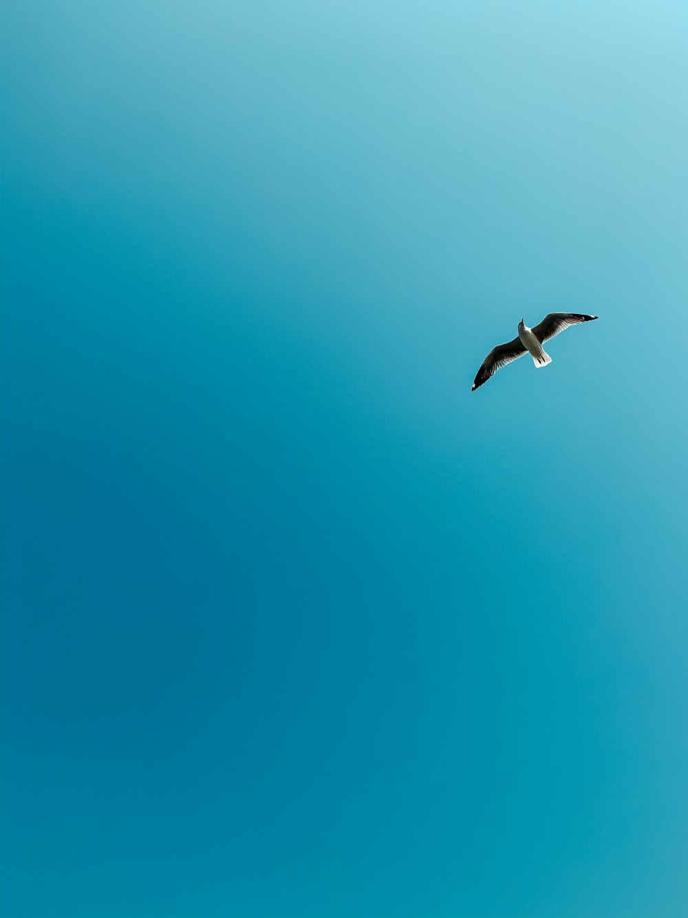 550+ Bird In Sky Pictures | Download Free Images on Unsplash