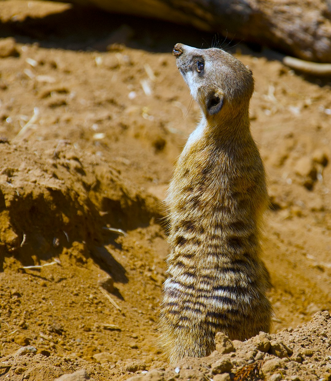 Wildlife photo spot Auckland Zoo Cornwall Park