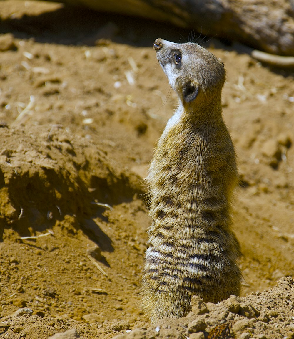 animal brun et blanc sur sable brun pendant la journée