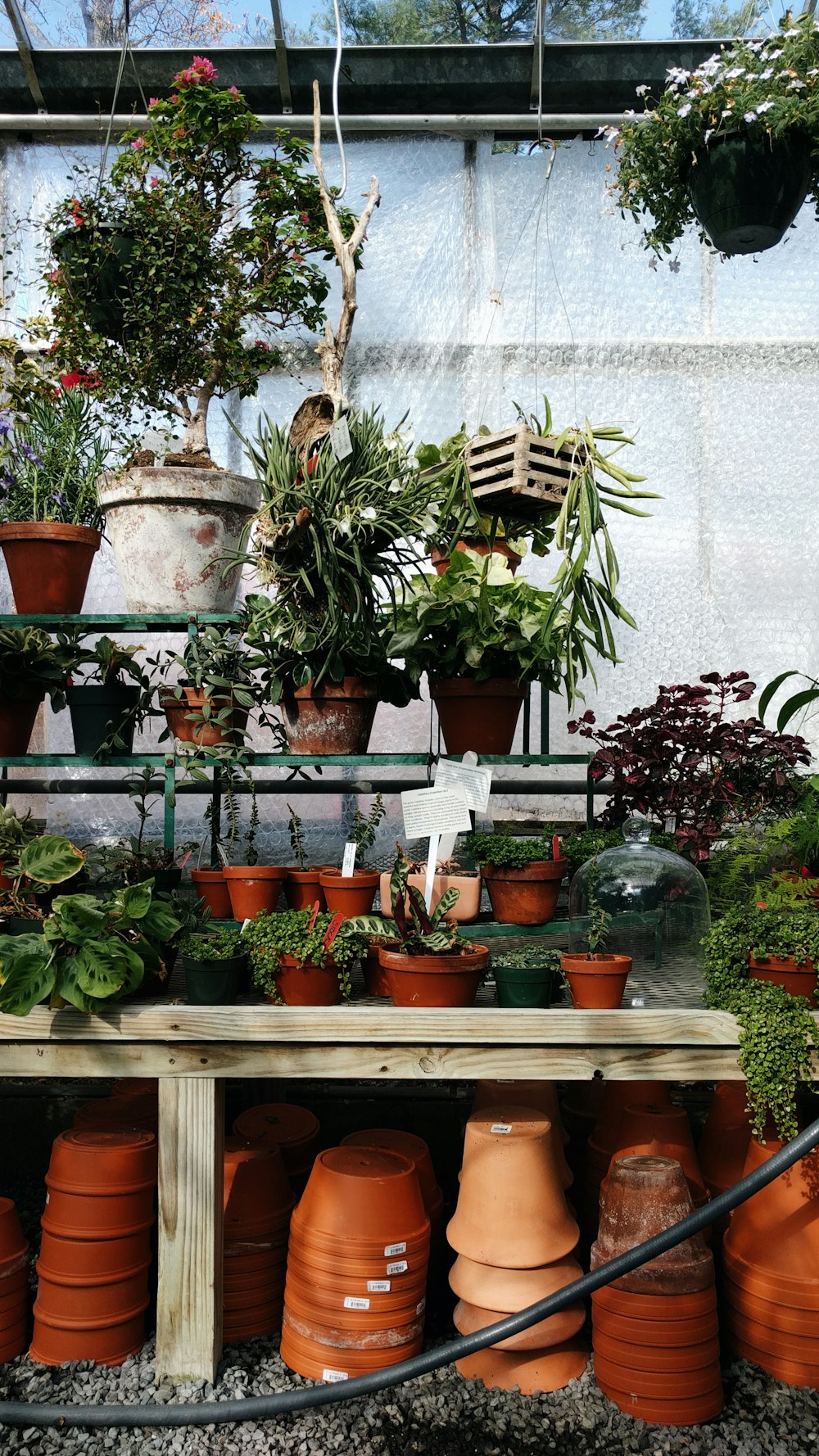 green potted plants on brown wooden shelf