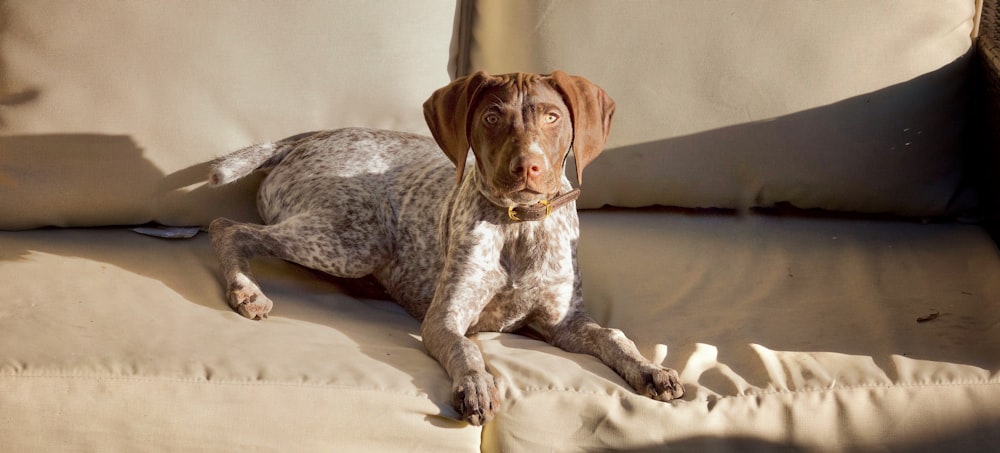 brown and white short coated dog sitting on brown couch