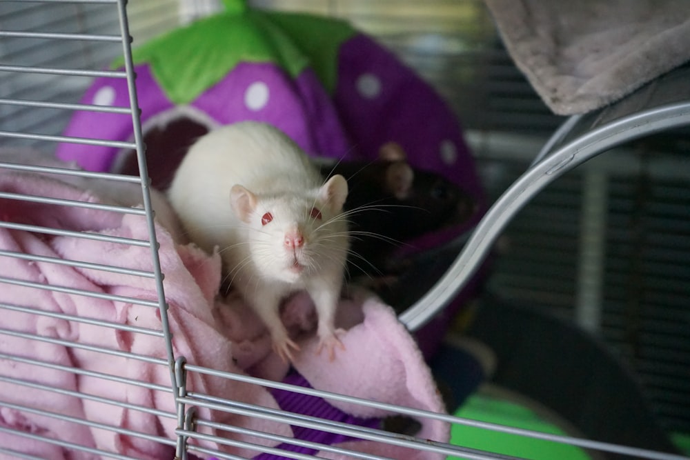 ピンクのテキスタイルに白いネズミの写真 Unsplashで見つける齧歯類の無料写真