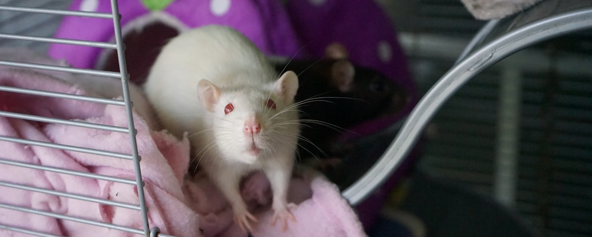 white mouse on pink textile