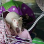 white mouse on pink textile