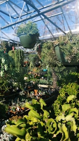 A variety of plants, predominantly succulents and cacti, are displayed inside a greenhouse. Hanging pots contain trailing succulents, while rows of smaller potted plants are arranged on wooden shelves. The greenhouse frame is made of glass and metal, allowing natural light to flood the space. The mixture of dense greenery and architectural elements creates a lush and vibrant atmosphere.