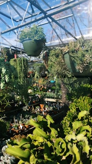 A variety of plants, predominantly succulents and cacti, are displayed inside a greenhouse. Hanging pots contain trailing succulents, while rows of smaller potted plants are arranged on wooden shelves. The greenhouse frame is made of glass and metal, allowing natural light to flood the space. The mixture of dense greenery and architectural elements creates a lush and vibrant atmosphere.
