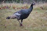 A turkey is walking on a grassy field with scattered brown leaves. The bird's feathers show a variety of dark and light patterns, and the background includes dry grass and small foliage.