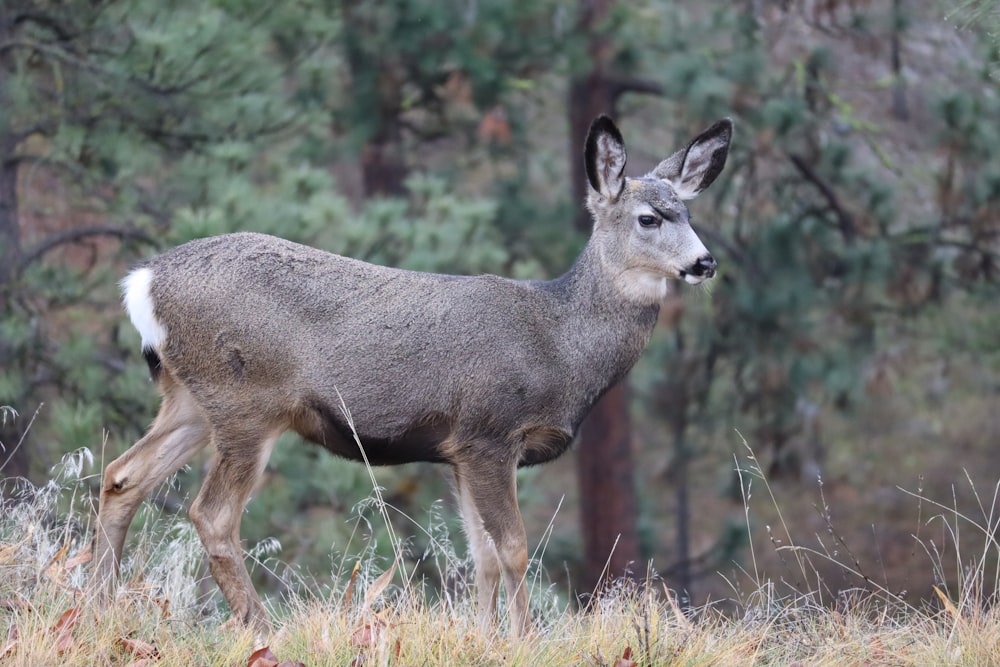 brown deer on green grass during daytime