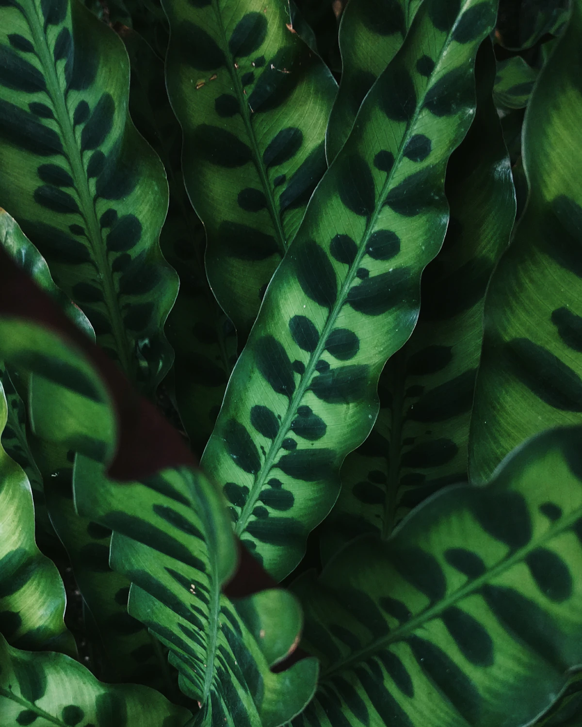 Close-up of a variegated green and white leaf — the chlorophyll-free white tissue that makes White Fusion so beautiful and so fragile