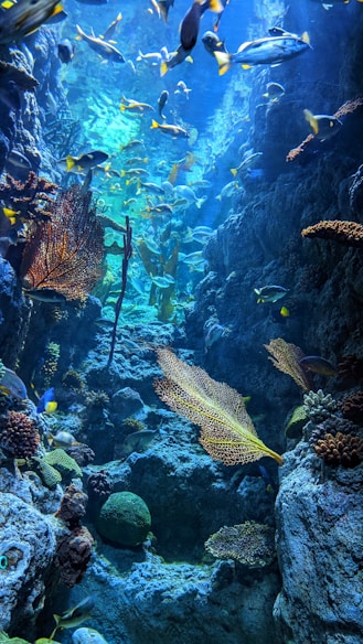 yellow and black fish in water