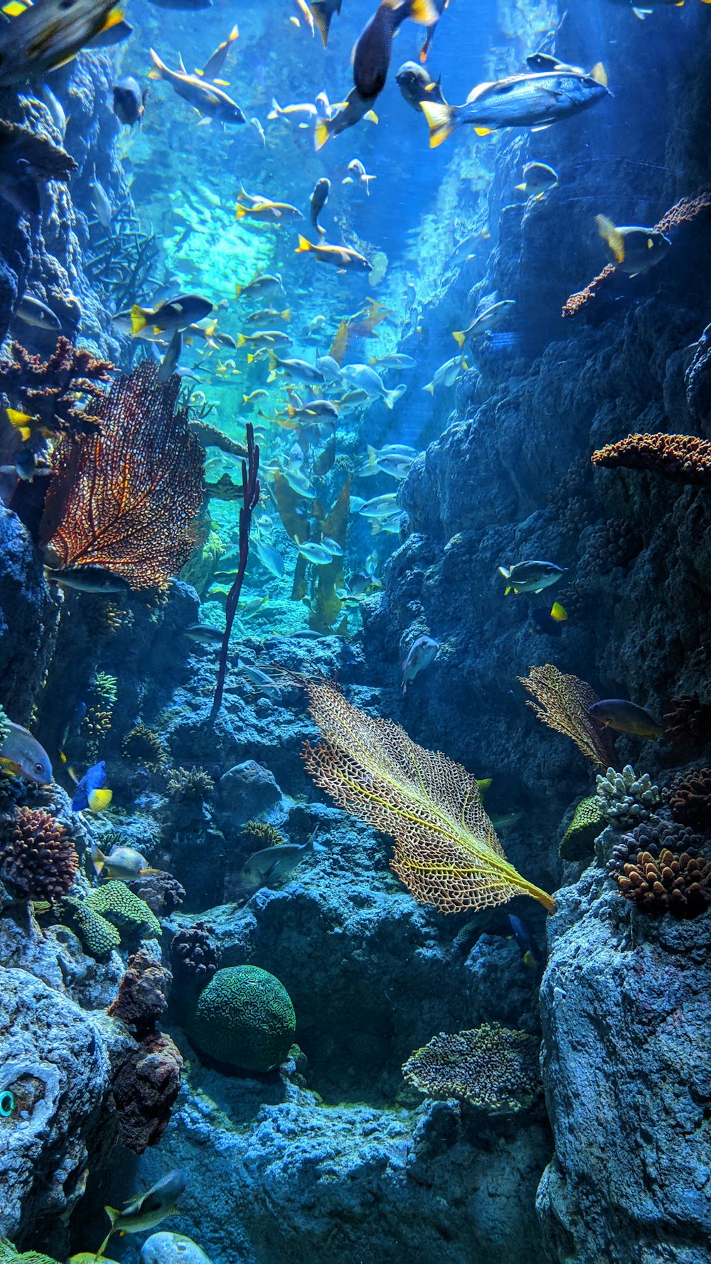 pesci gialli e neri nell'acqua