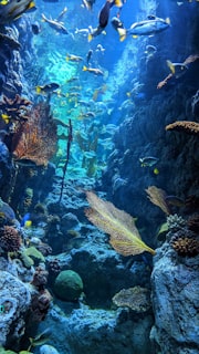 A reef wall with sea fans