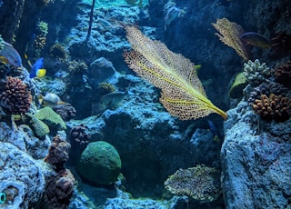 yellow and black fish in water