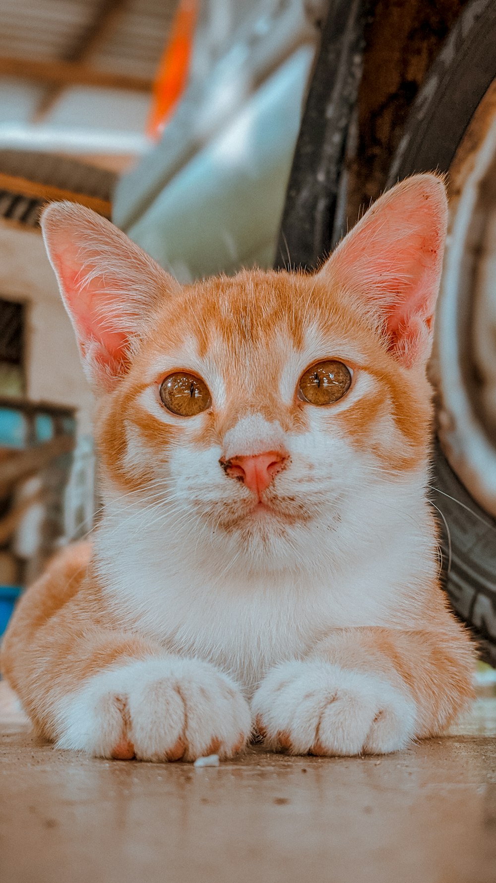 オレンジと白のぶち猫