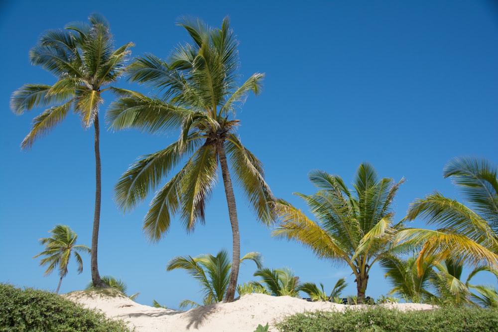 Palmier vert sur sable blanc pendant la journée