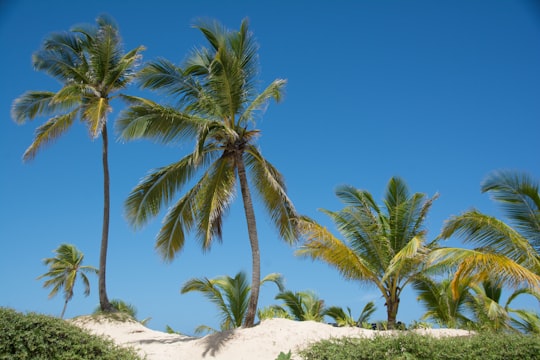 green palm tree on white sand during daytime in Punta Cana Dominican Republic