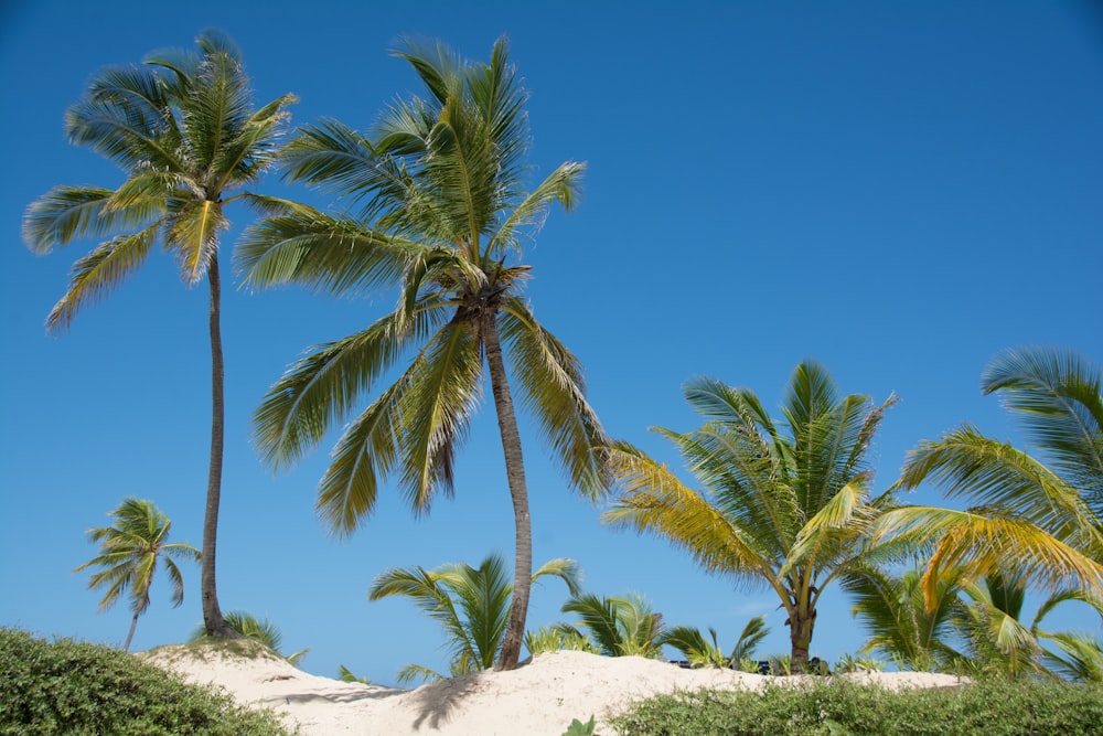 green palm tree on white sand during daytime