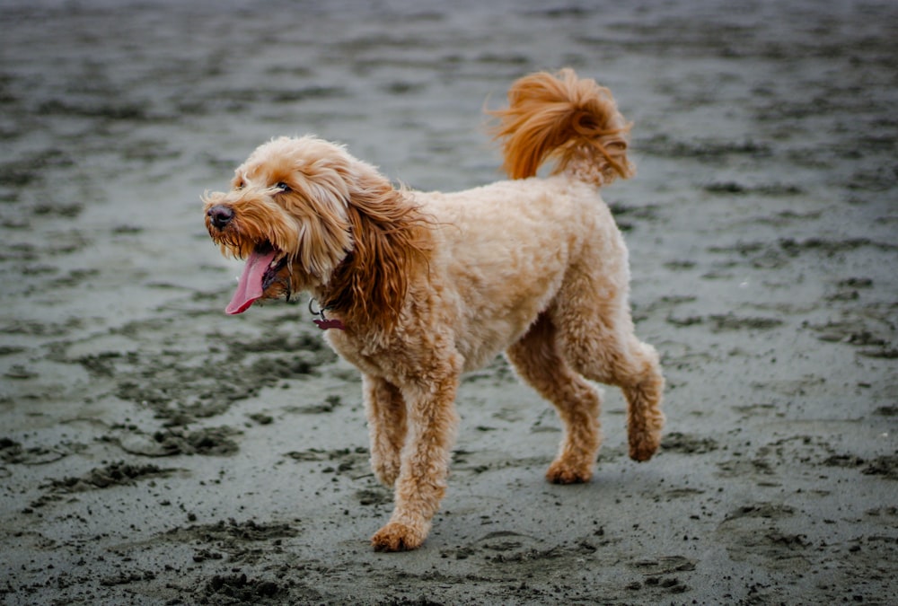 brauner kleiner Hund mit langem Fell am Strand während des Tages