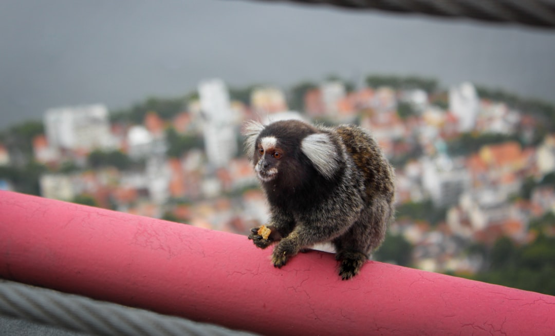 black and brown monkey on brown wooden fence during daytime