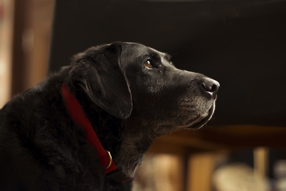 black labrador retriever with blue collar