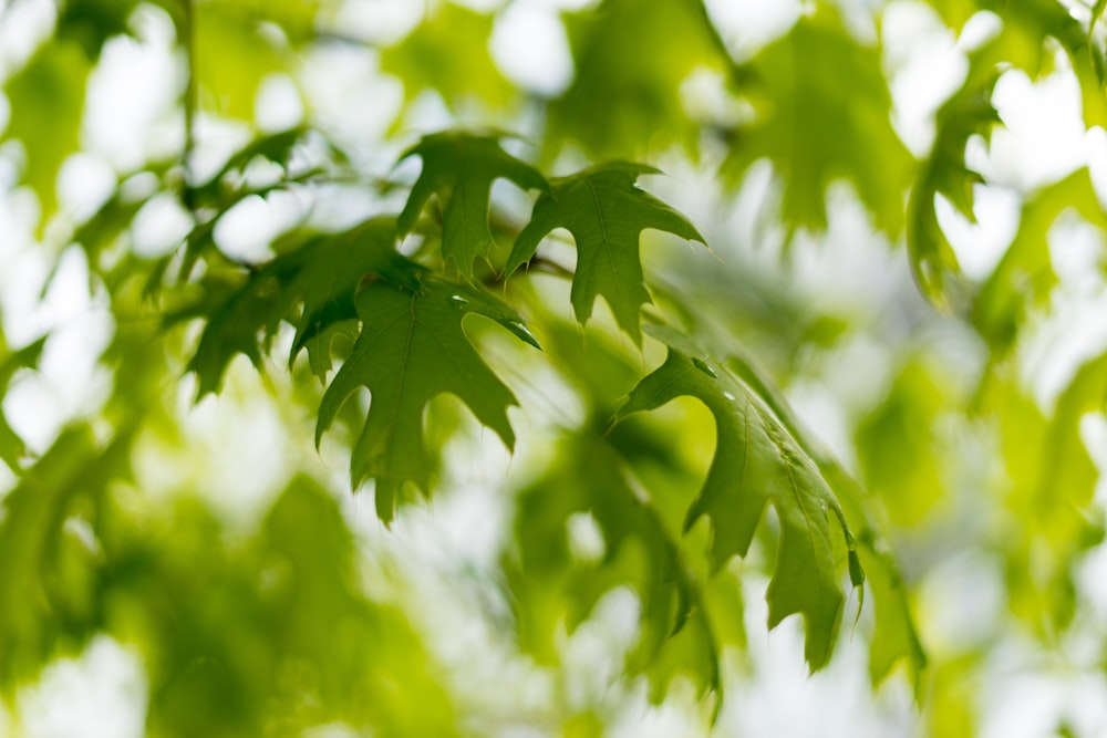 green leaf in close up photography