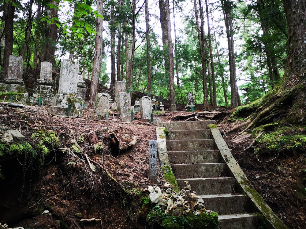 brown wooden stairs on forest during daytime