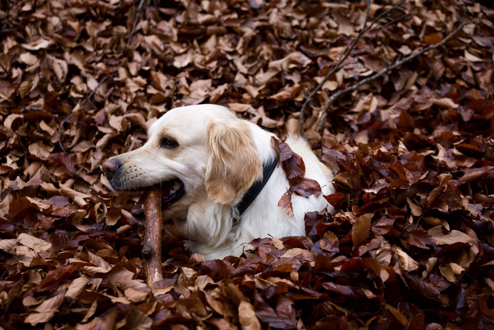 golden retriever puppy on dried leaves