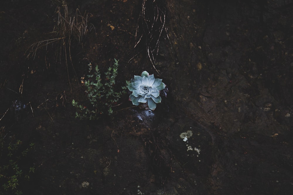 Fiore bianco su terra nera