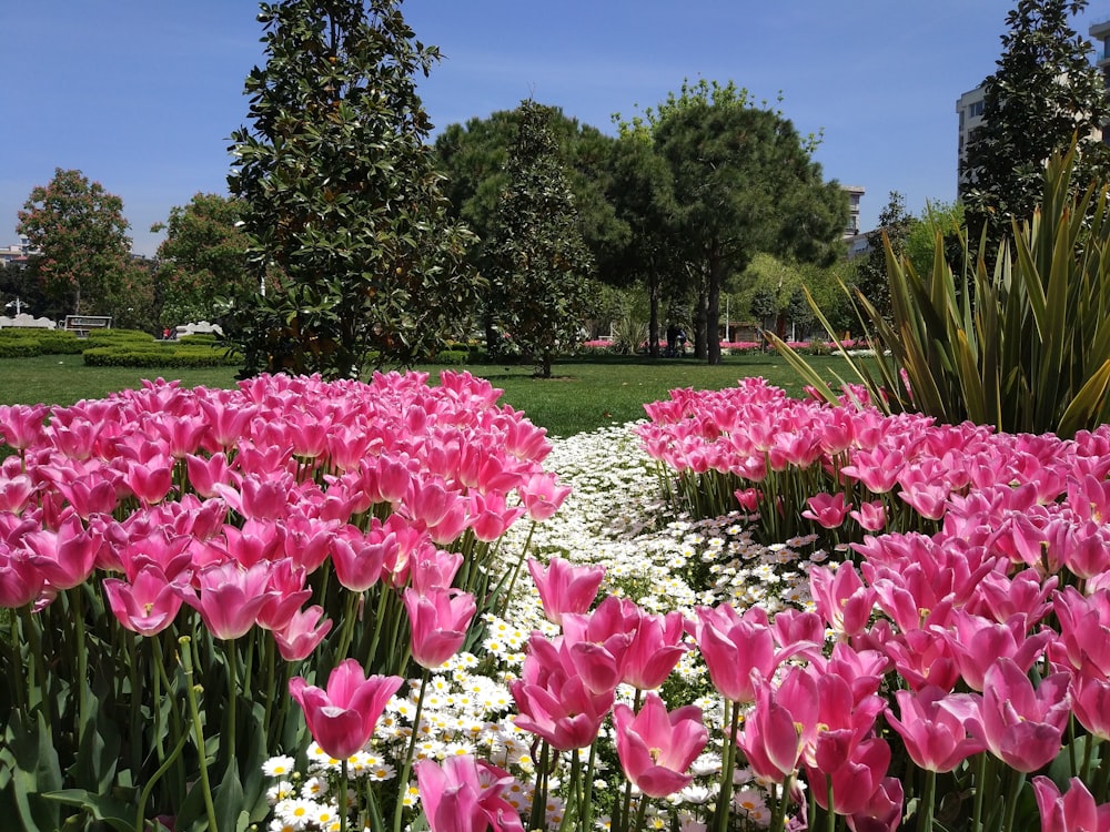 pink flowers near green grass field during daytime