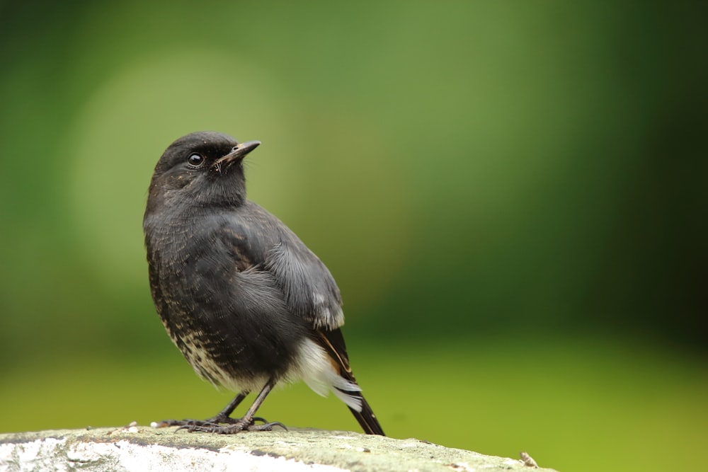 black and brown bird on brown tree branch