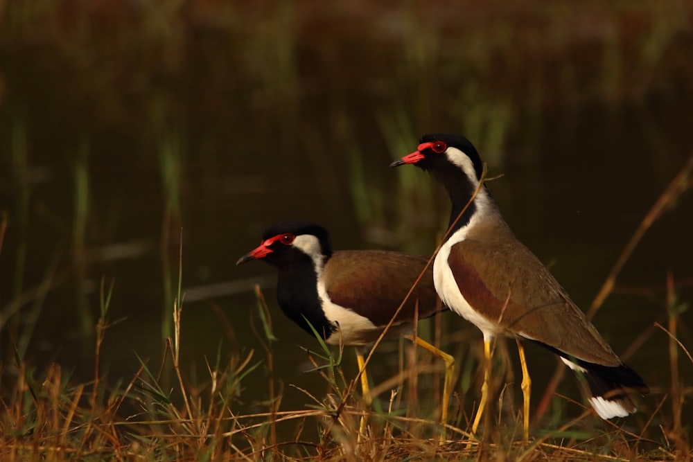 brown and black bird on green grass during daytime