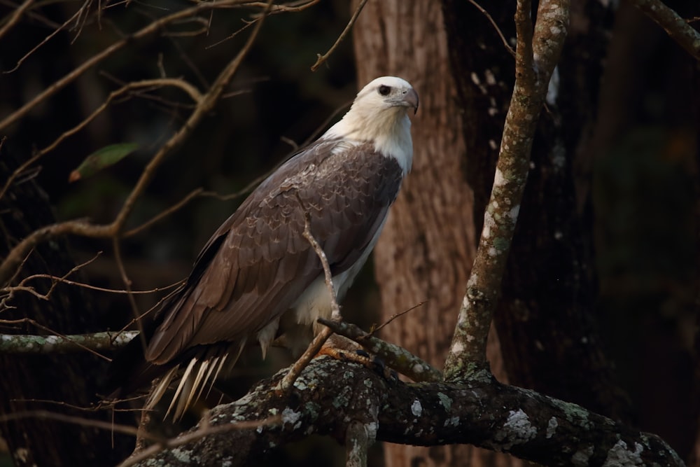 white and brown eagle on tree branch