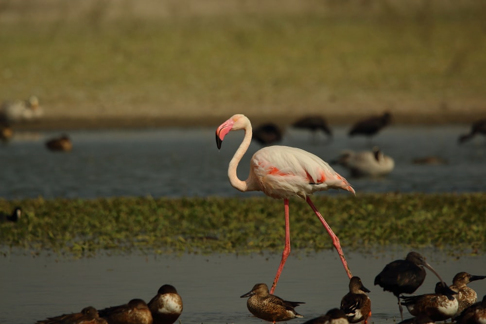 pink flamingos on water during daytime