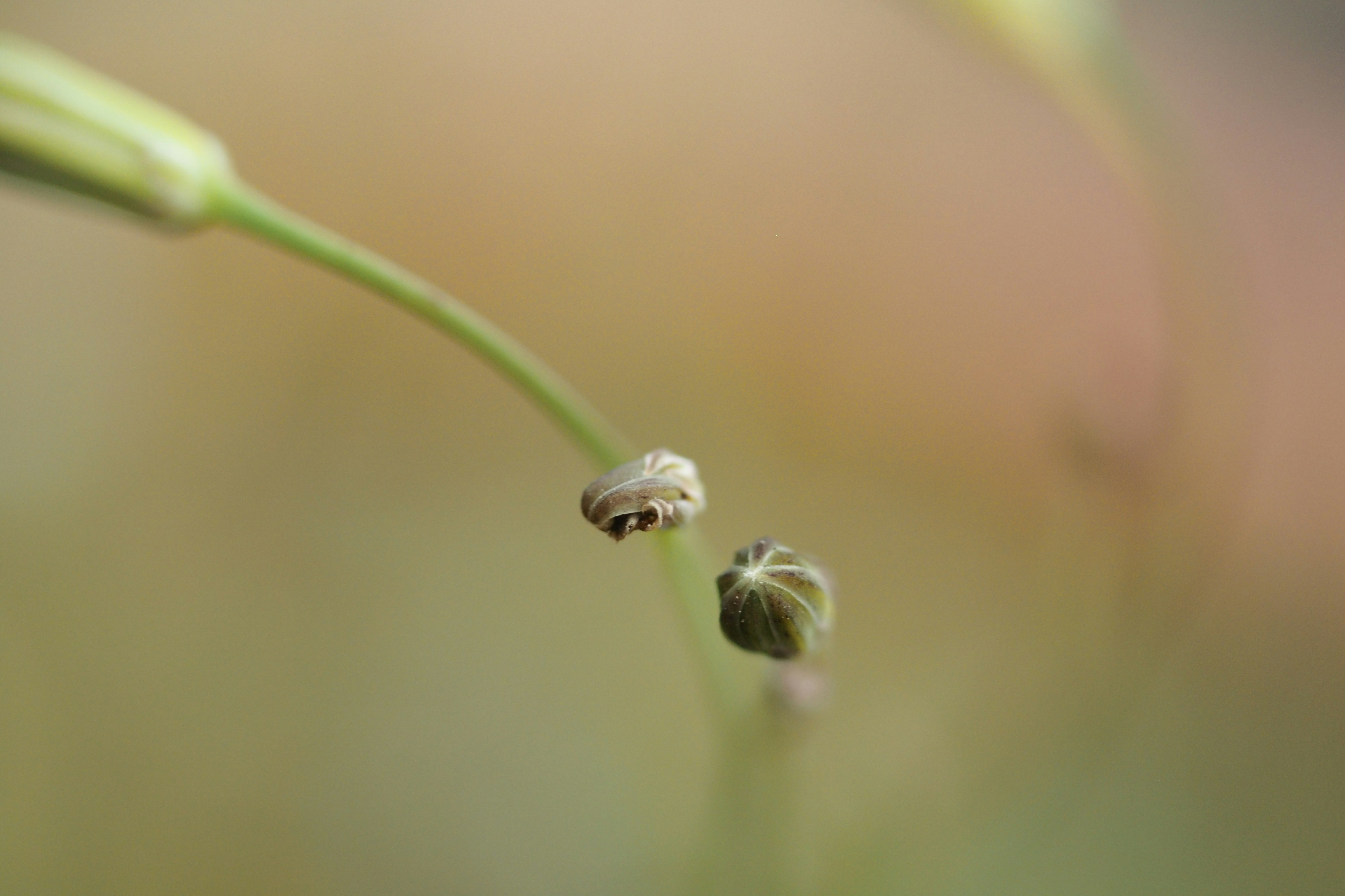 Seeds That Float Like Tiny Life Rafts (image credits: unsplash)