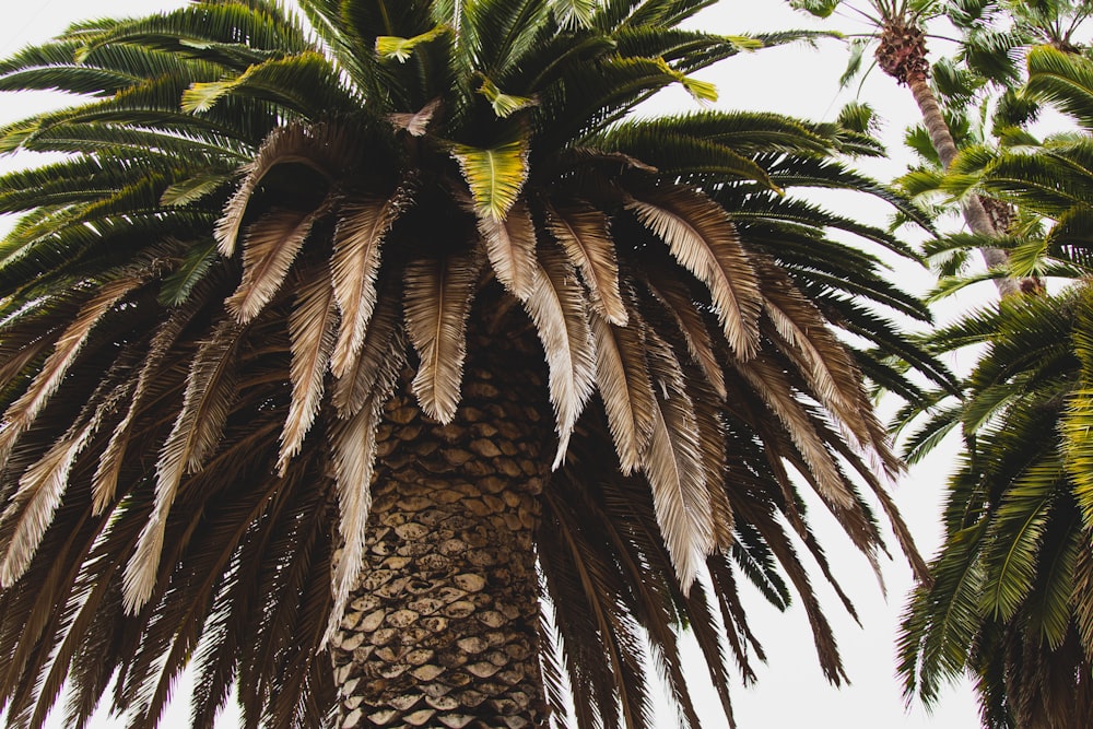 green palm tree during daytime