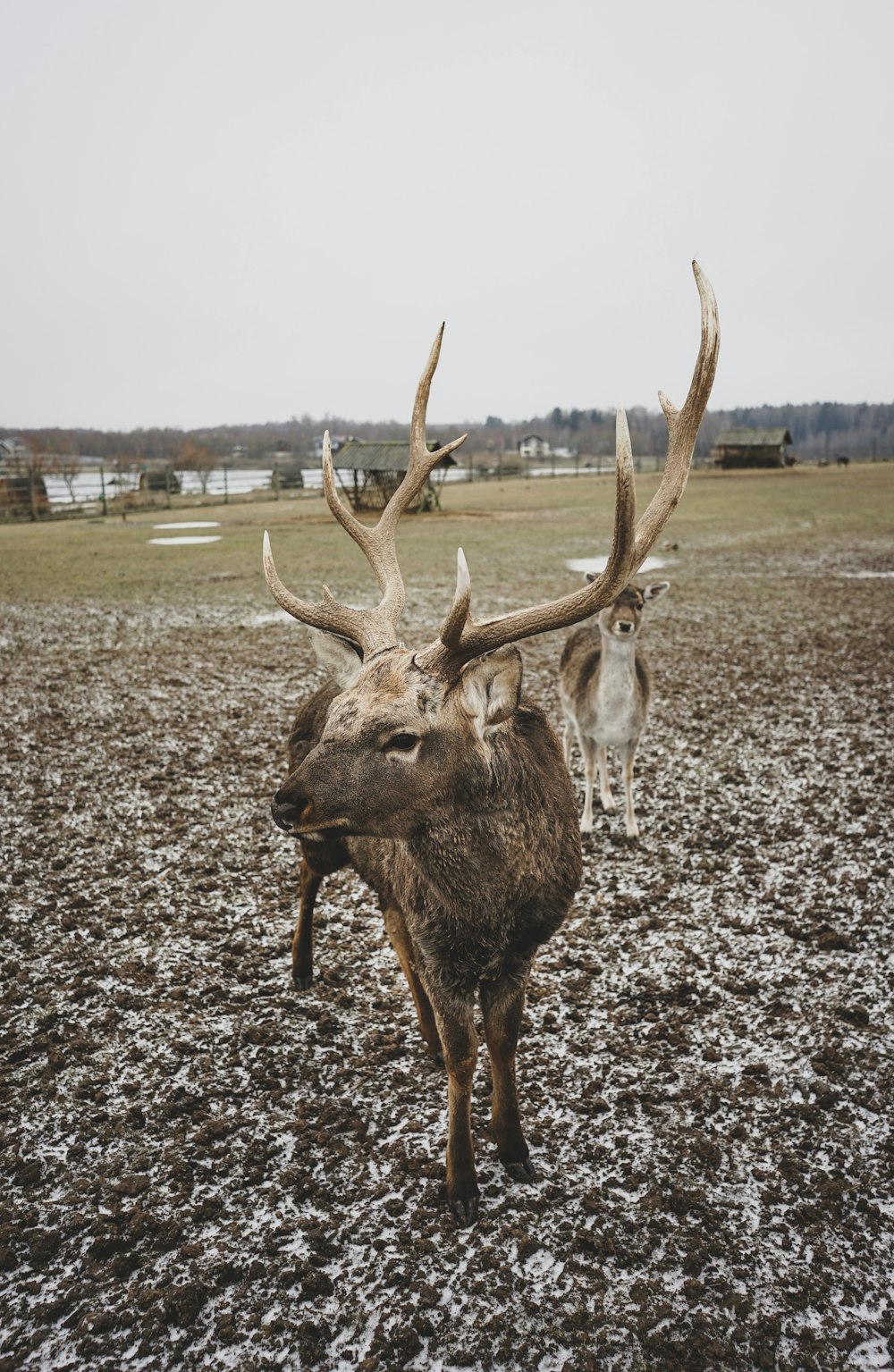 brown deer on brown field during daytime