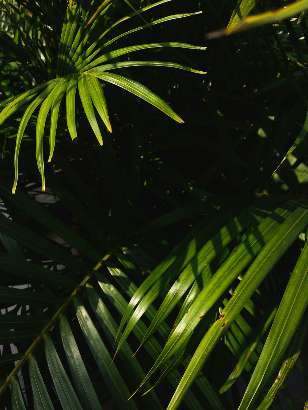 green palm tree during daytime