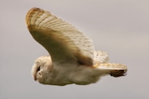 A barn owl in mid-flight with its wings fully spread. The feathers are detailed and primarily white with hints of brown. The owl's head is turned slightly downward, showing its face in profile. The background is a soft, blurred grey, which emphasizes the owl.