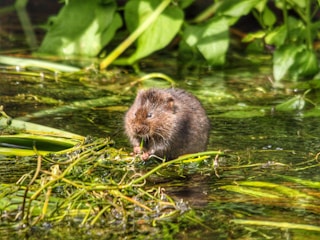 brown rodent on green grass