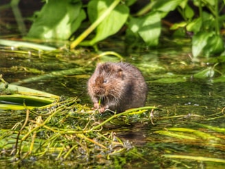 brown rodent on green grass