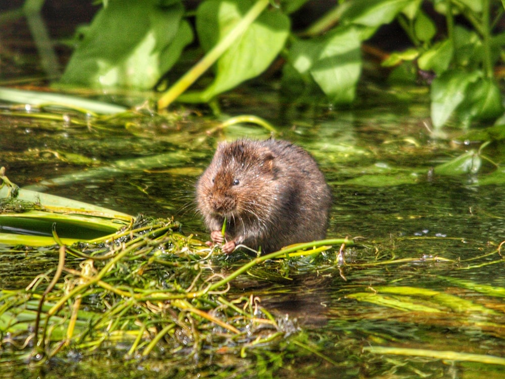 brown rodent on green grass