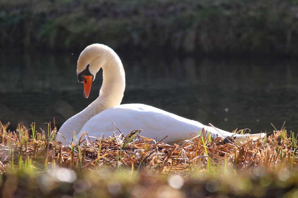 white swan on brown grass