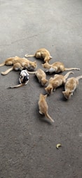 A group of cats, mostly orange with one having mixed black and white fur, gather on a paved surface as they eat small pieces of food scattered on the ground. The setting appears to be outdoors on a plain concrete area.
