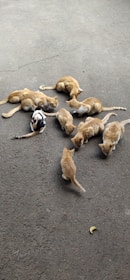 A group of volunteers distributing food and supplies to community cats in a neighborhood.