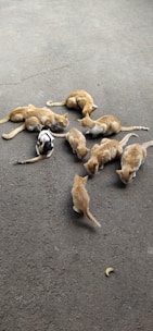 A group of cats, mostly orange with one having mixed black and white fur, gather on a paved surface as they eat small pieces of food scattered on the ground. The setting appears to be outdoors on a plain concrete area.