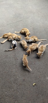 Volunteers feeding a group of feral cats in an outdoor colony.