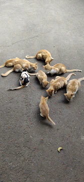A group of volunteers feeding and caring for stray cats in an urban alley.