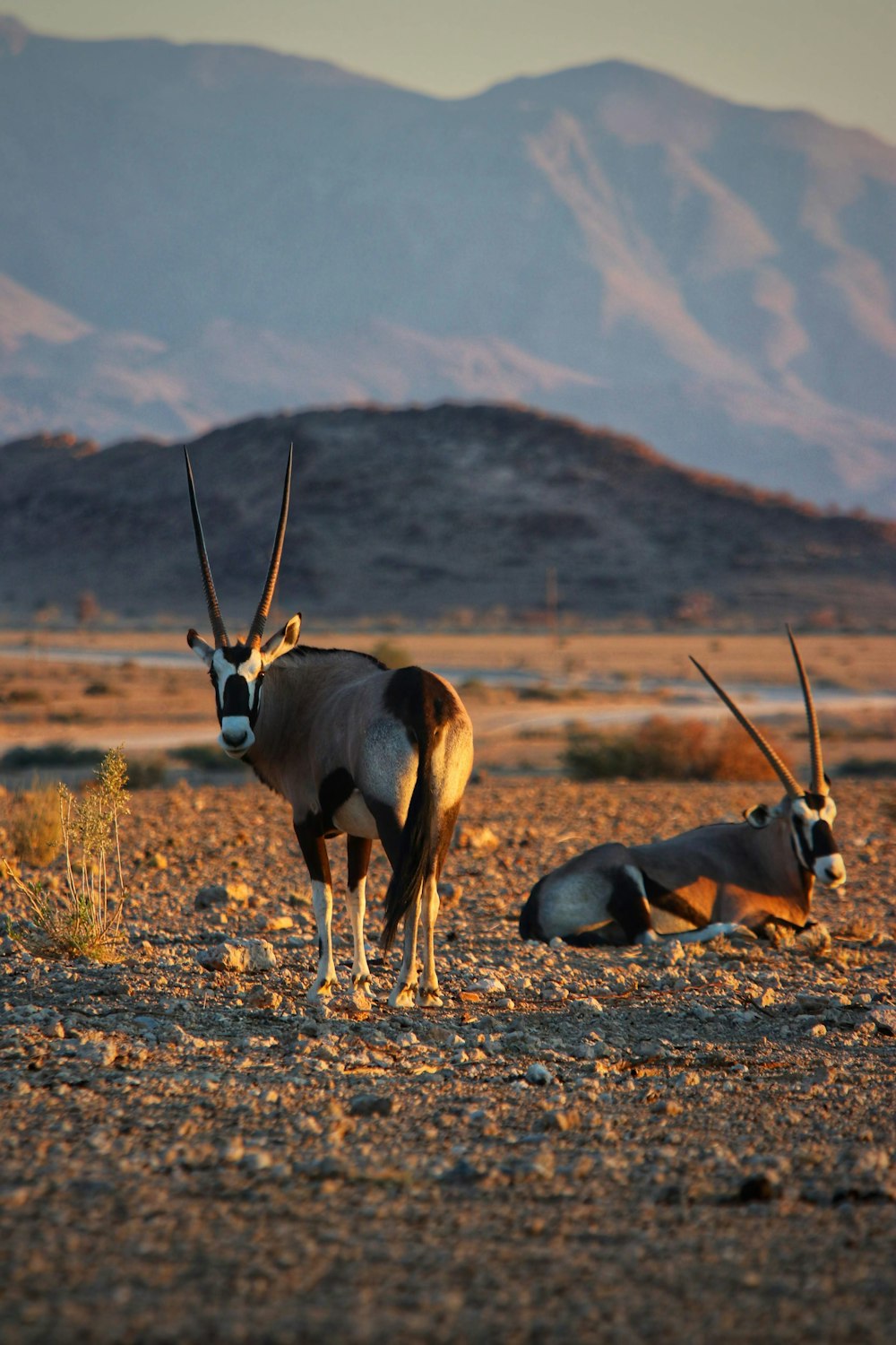 brown and white animal on brown grass field during daytime